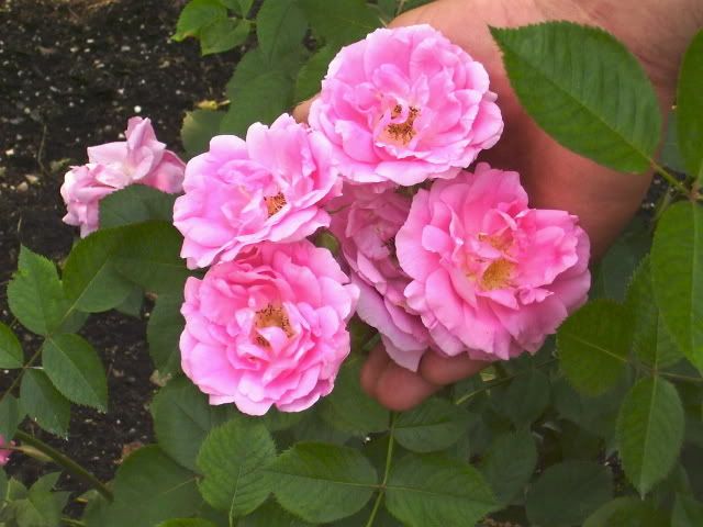 Photo Sharing and Video Hosting at Photobucket